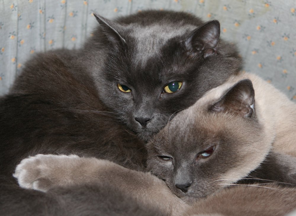 Ebony and Simon