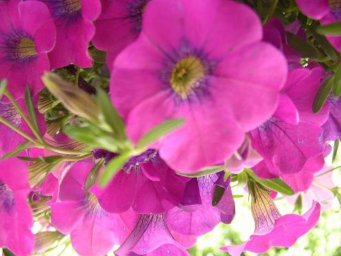 even more pink flowers