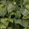 leaves2