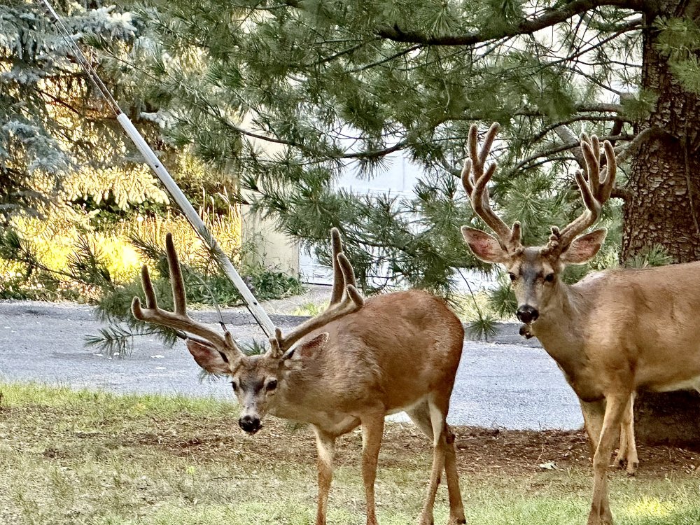 My Neighbors Again.. (My poor lawn!)
