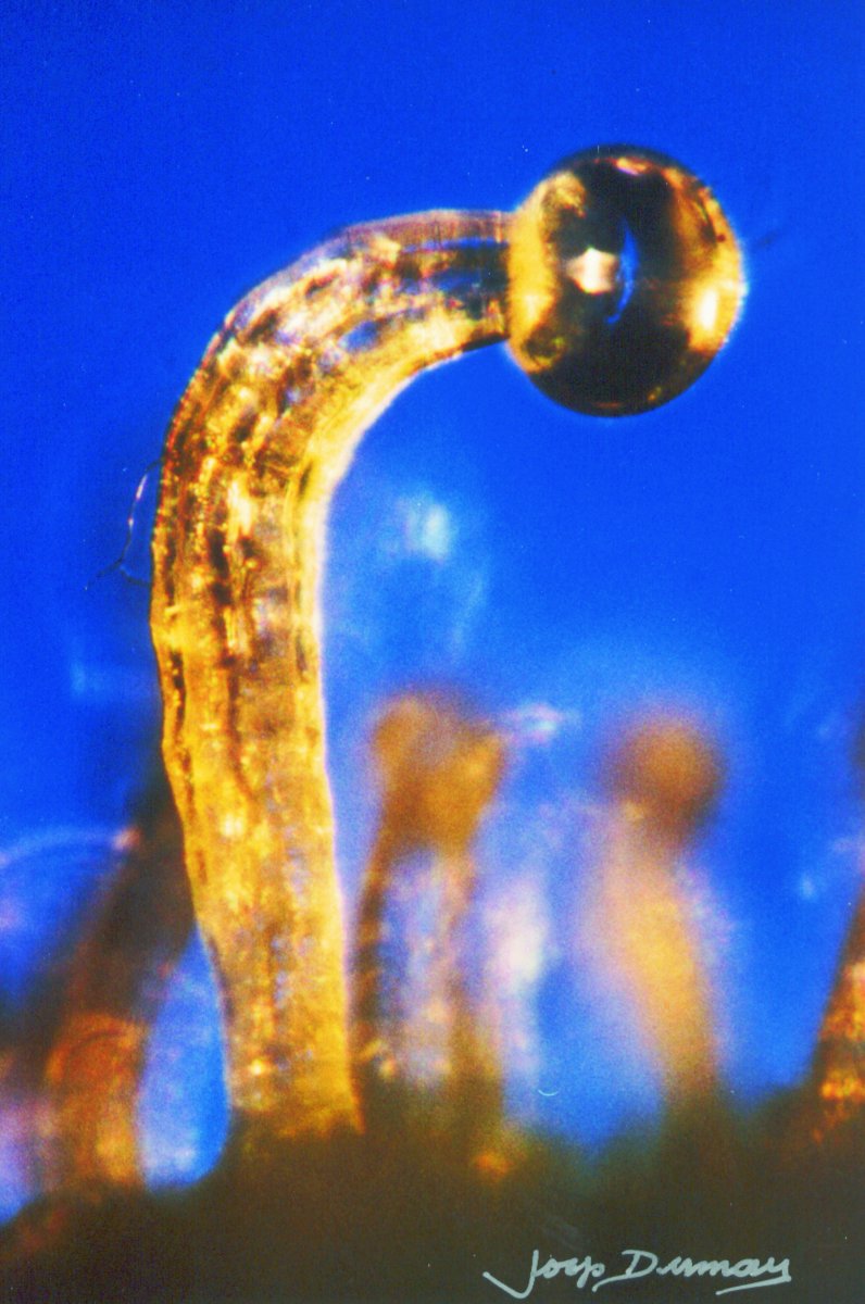 Trichomes