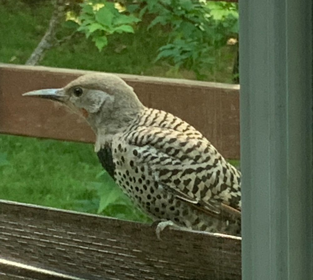 Western Flicker