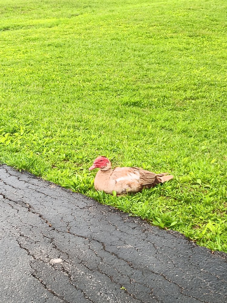 While at the park #10 Muscovy?